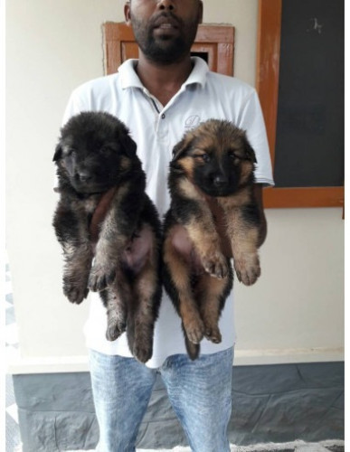 German shepherd
